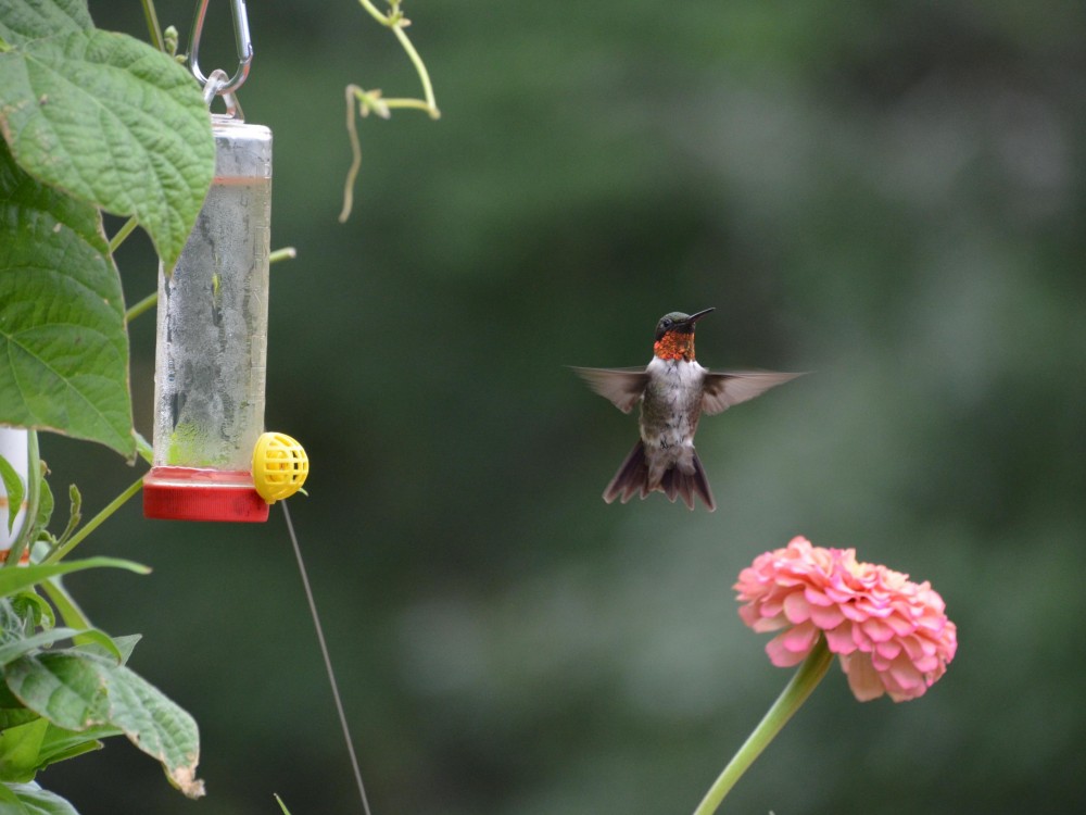 Male Ruby-throated Hummingbird.