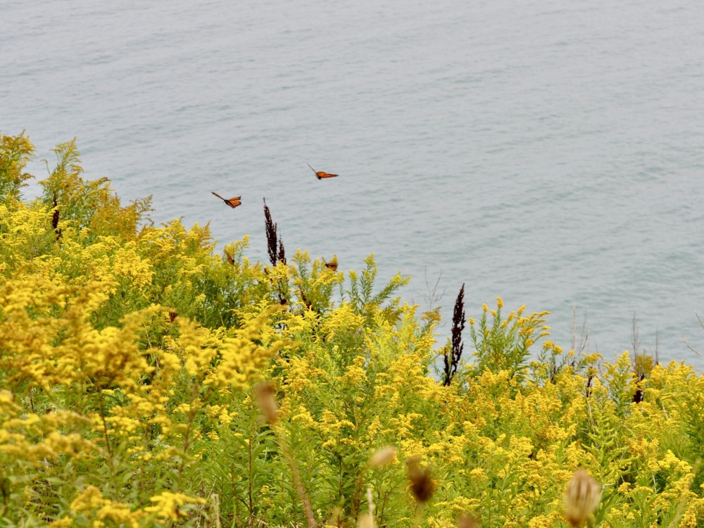 Monarchs flying south in Wisconsin.