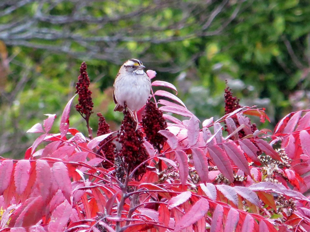White-throated Sparrow.