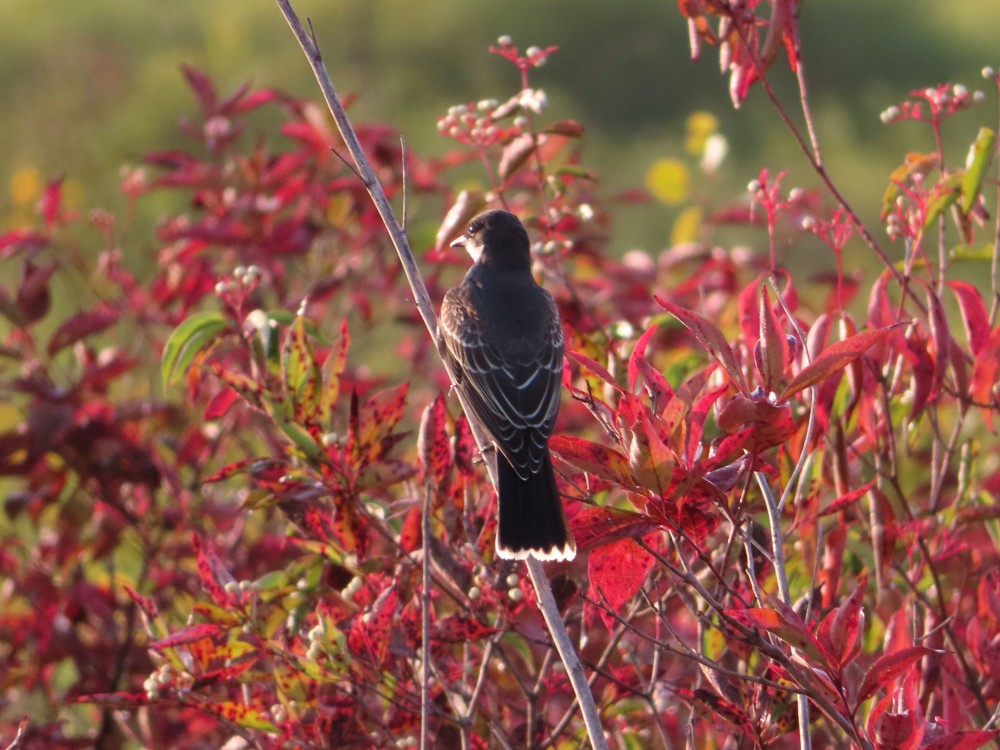 Eastern Kingbird