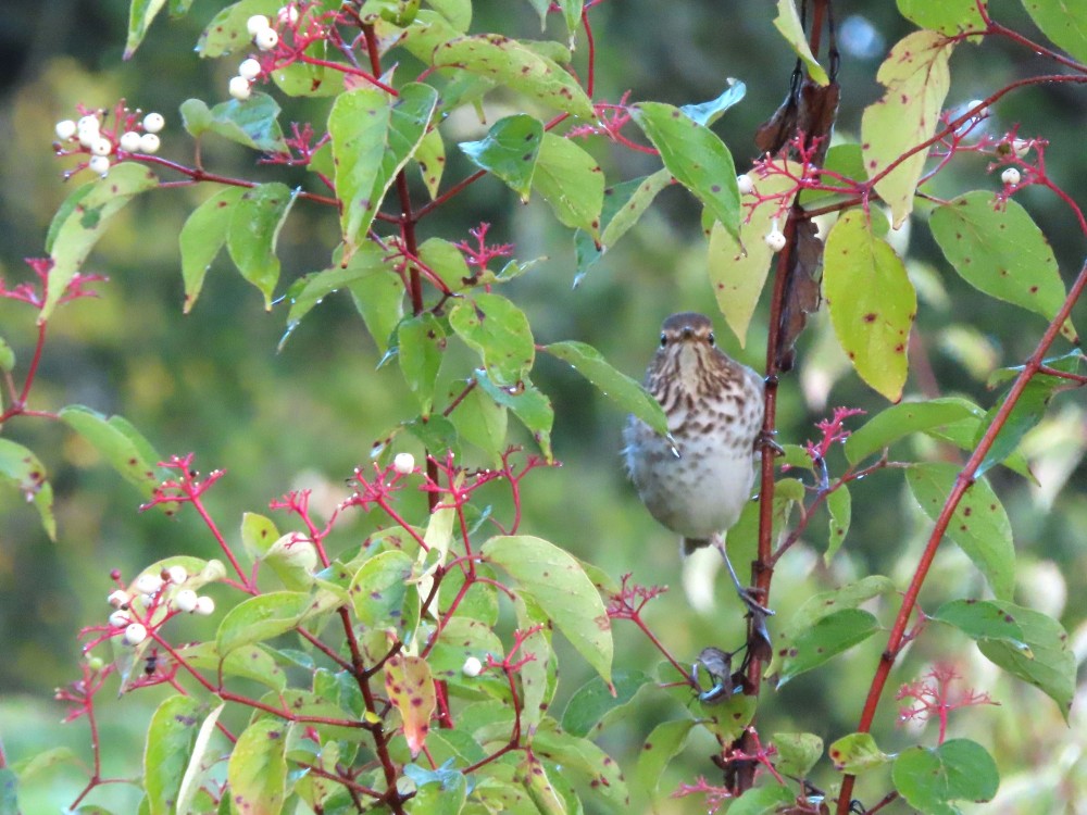Swainson's Thrush.