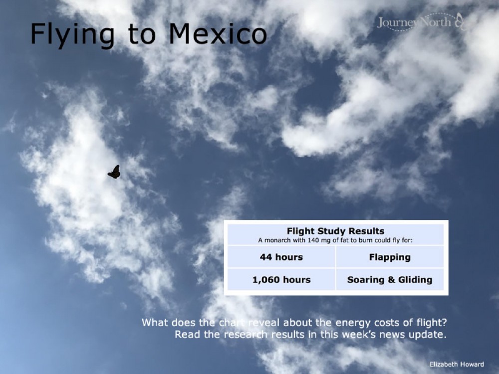 Journal: Energy Cost of Flight