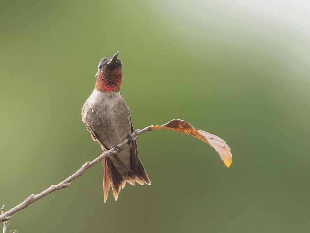 Male Ruby-throated Hummingbird.