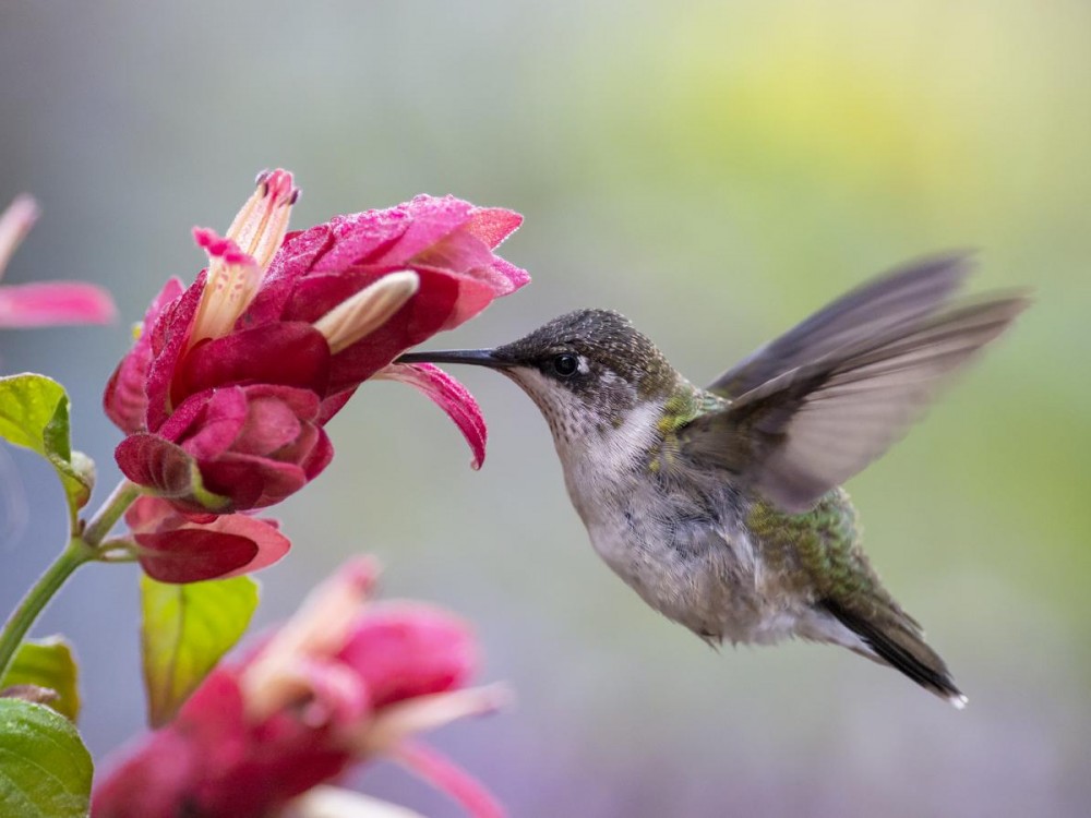 Juvenile male Ruby-throated Hummingbird.