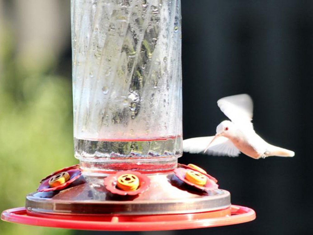 Albino Hummingbird in Alabama.