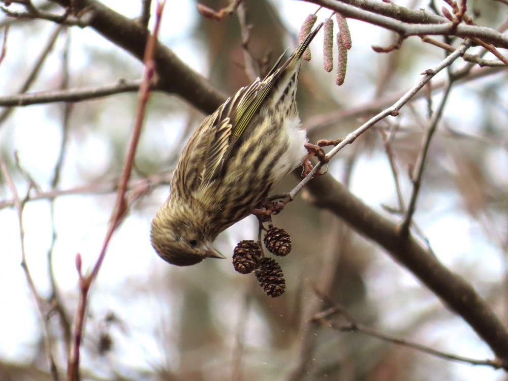 Pine Siskin.