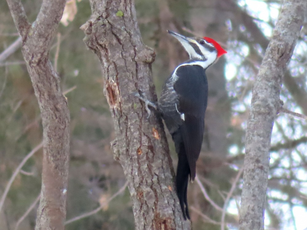 Pileated Woodpecker