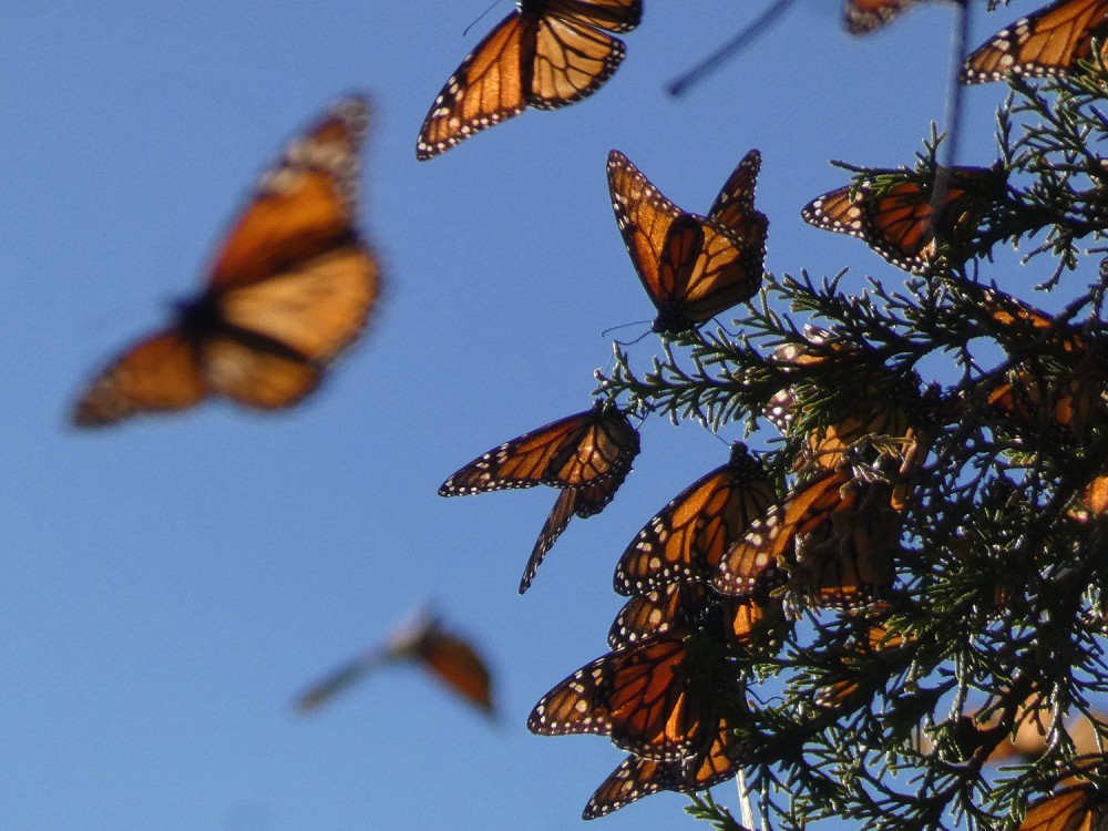 Monarchs at El Llano, Cerro Pellon Sanctuary.