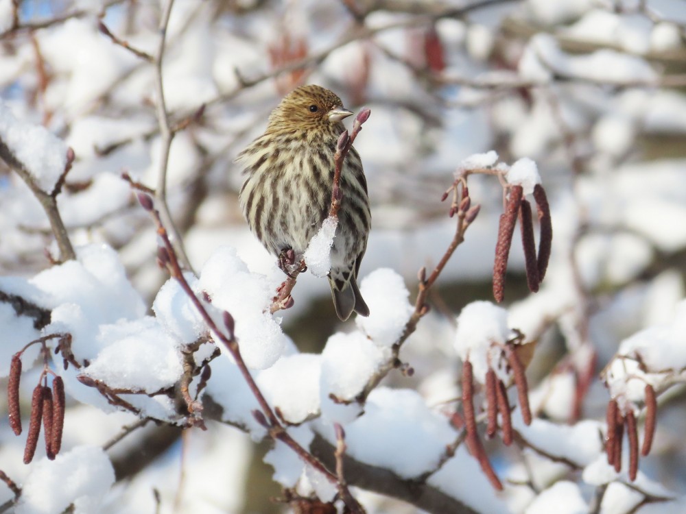 Pine Siskin 