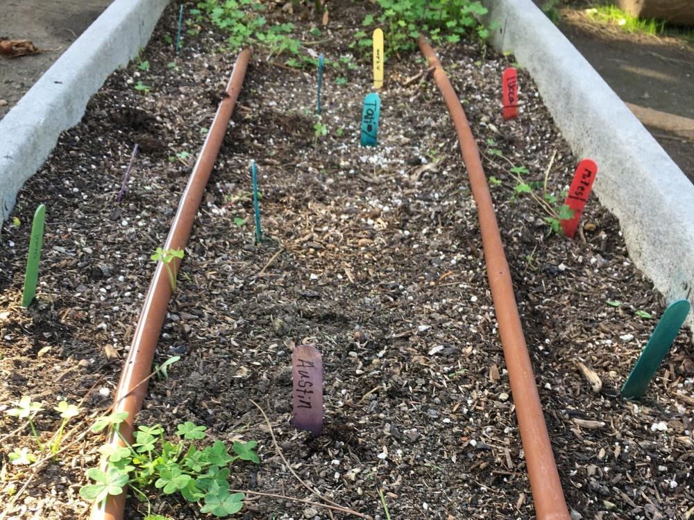 Tulips planted in La Jolla, CA