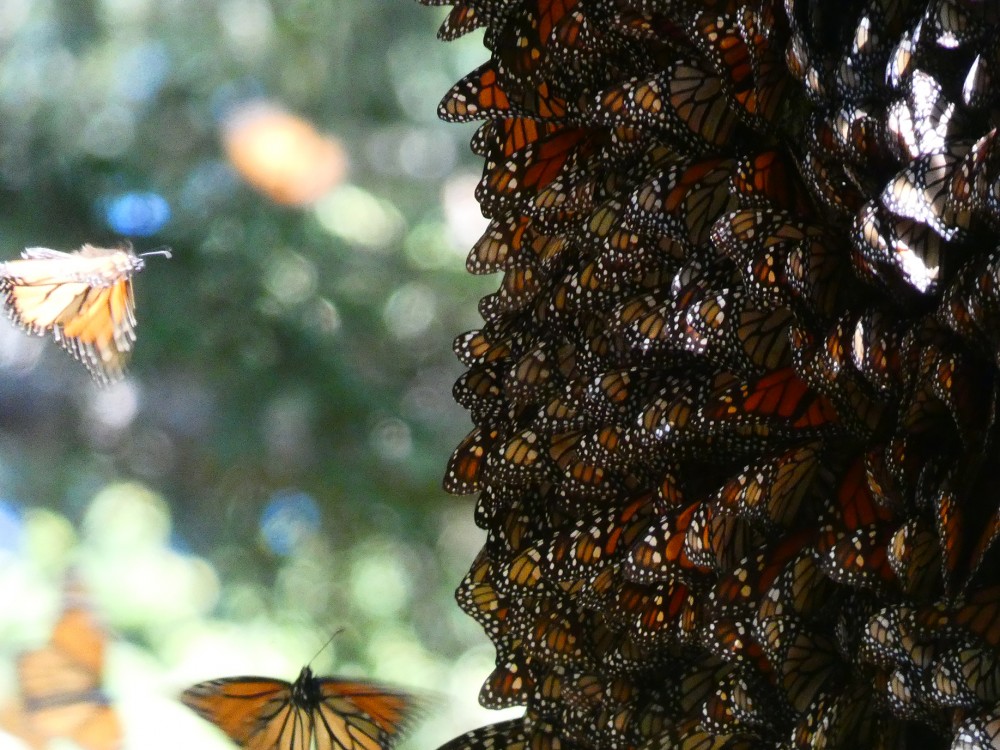 Monarchs at Cerro Pelon