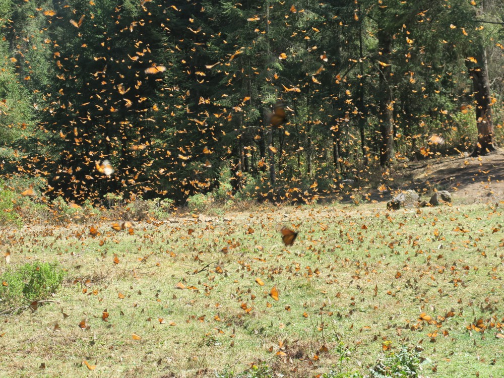 Monarchs at El Rosario Sanctuary