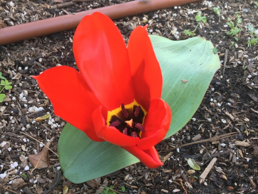 Blooming Tulip