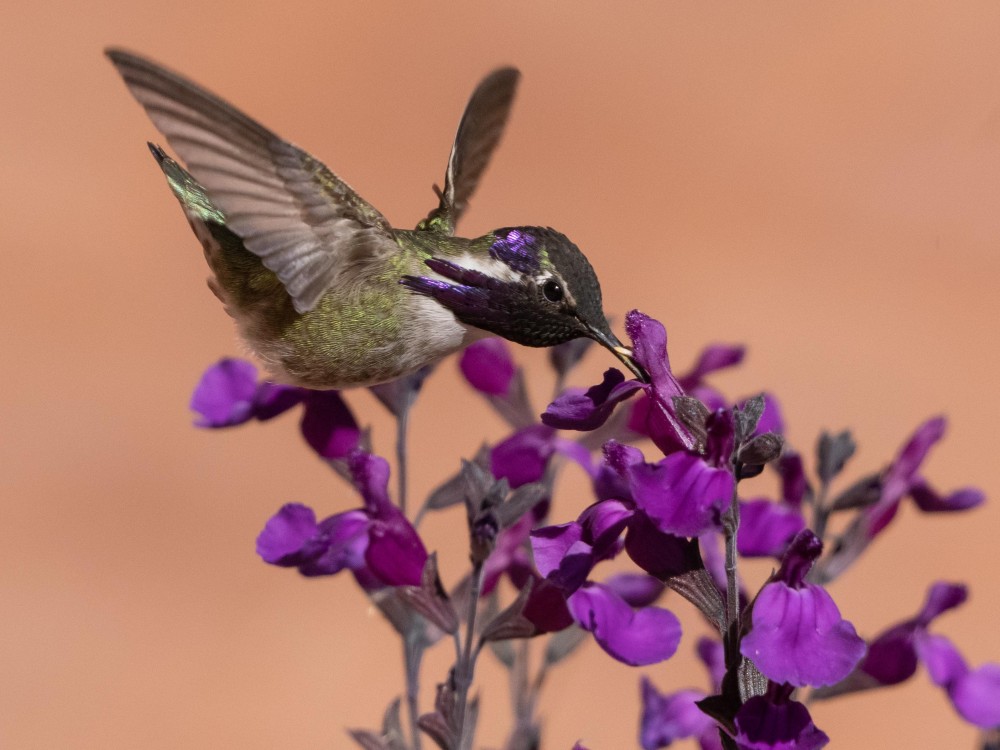 Male Costa's Hummingbird
