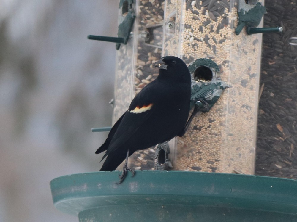 Red-winged Blackbird