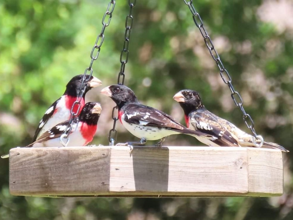 Rose-breasted Grosbeaks