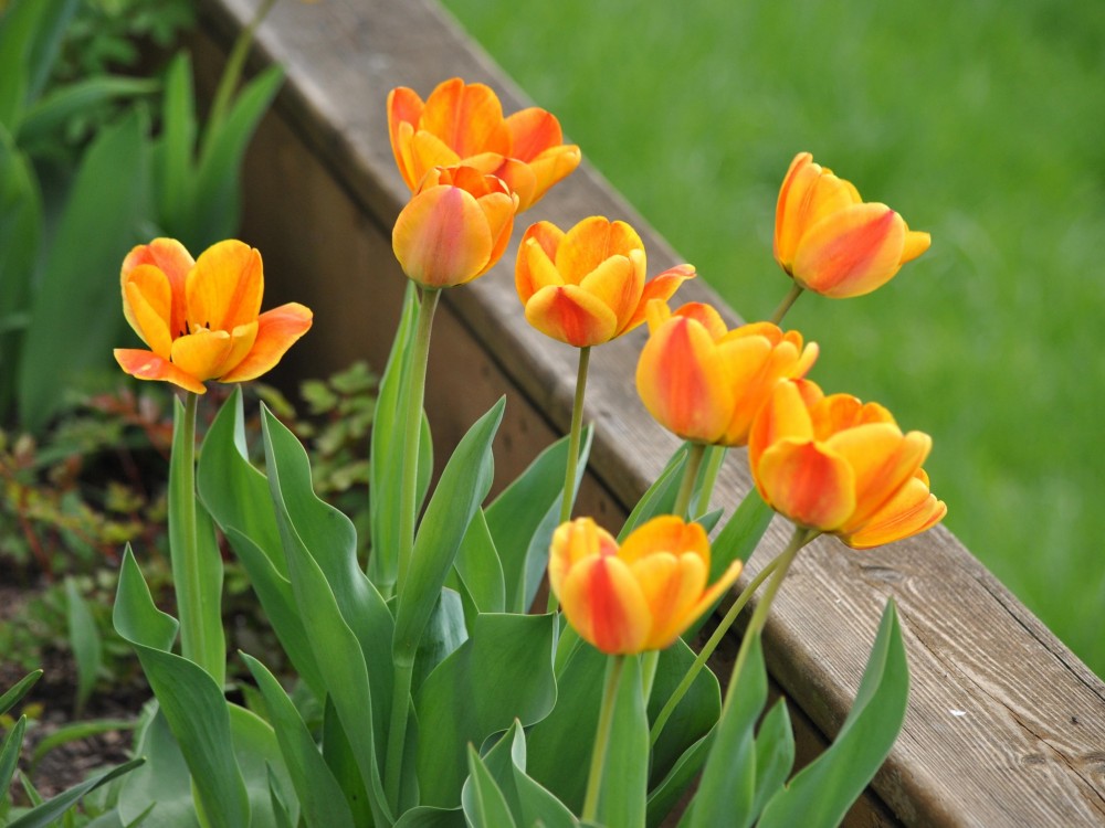 Blooming tulips 