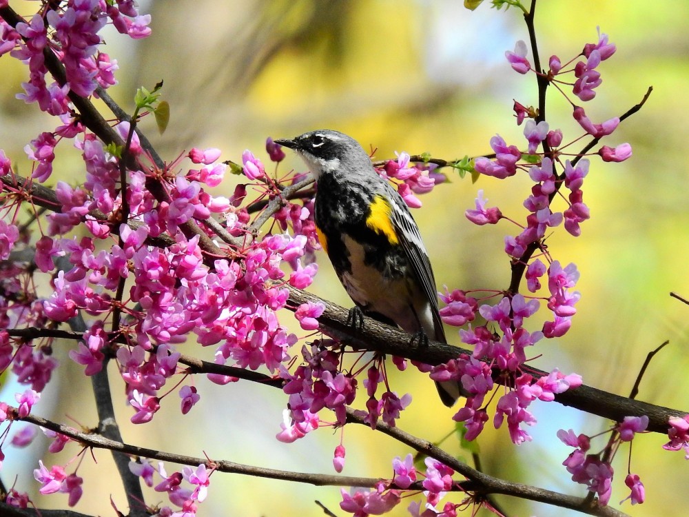 Yellow-rumped Warbler
