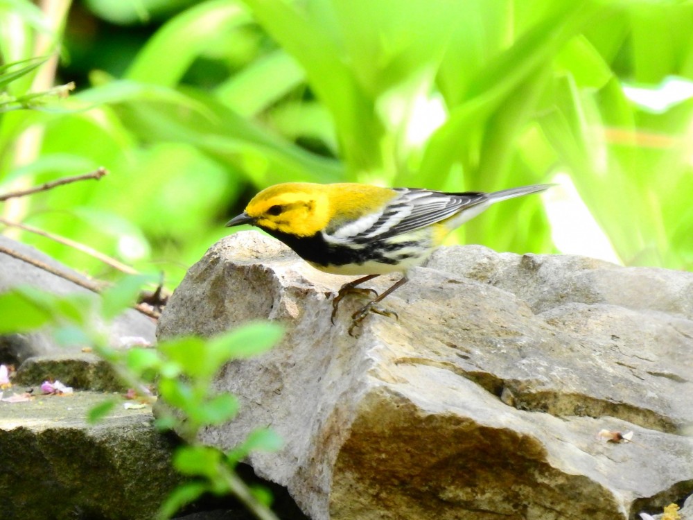 Black-throated Green Warbler