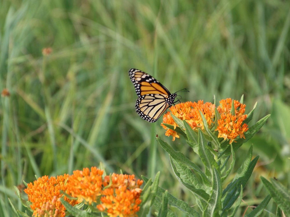 Monarch Butterfly 