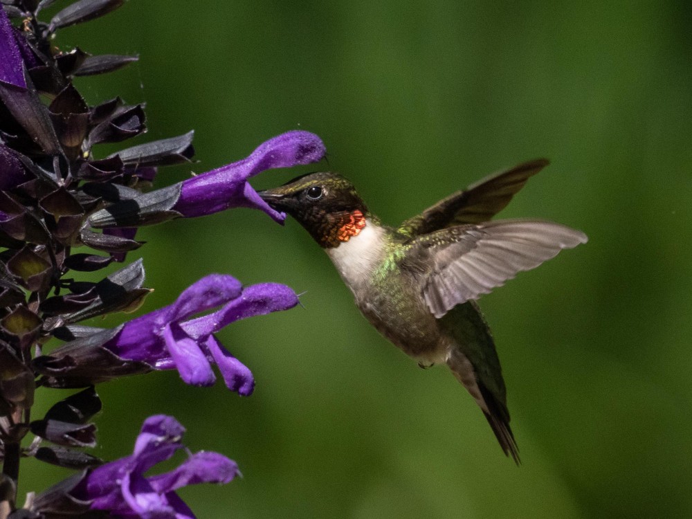 Ruby-throated Hummingbird