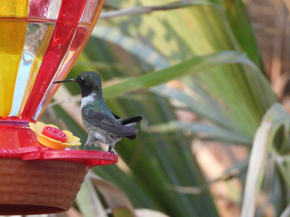 Black-chinned Hummingbird