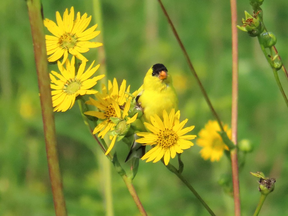 American Goldfinch