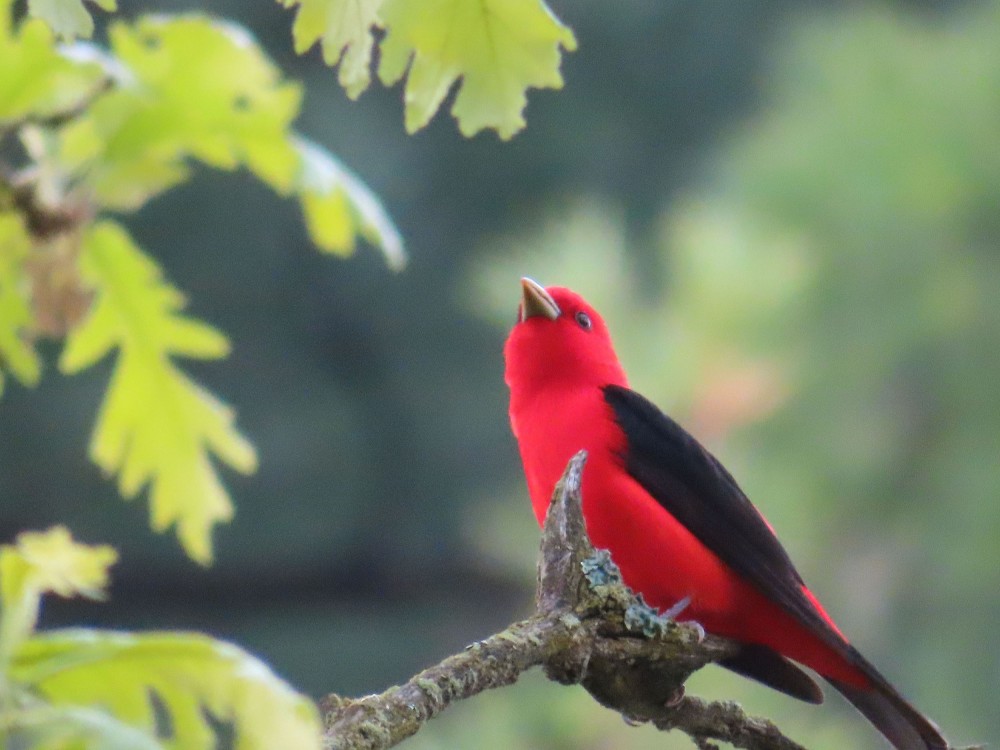 Scarlet Tanager