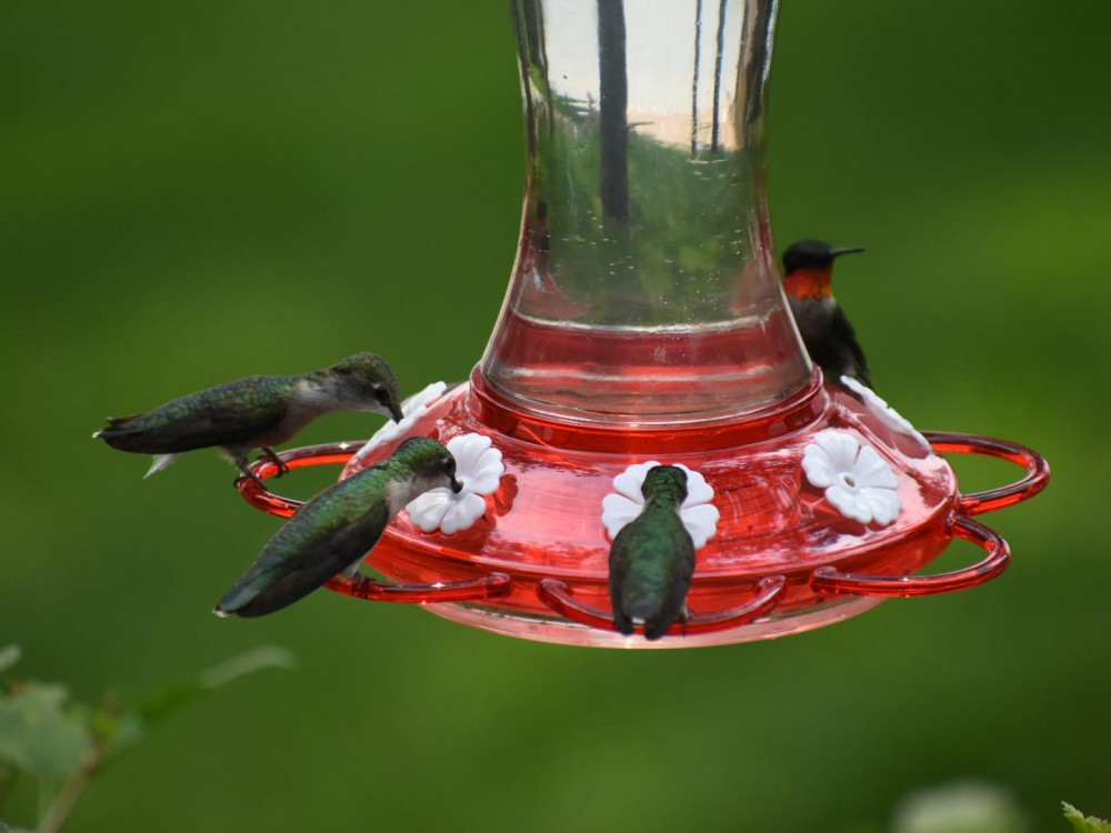 Ruby-throated Hummingbirds