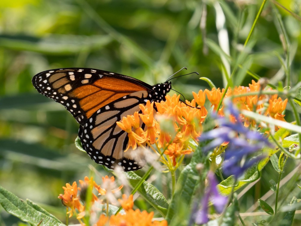 Monarch Butterfly 
