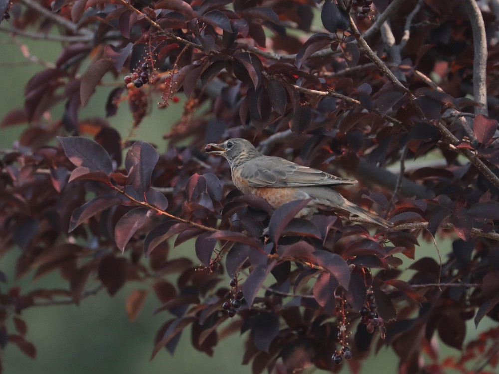 American Robin