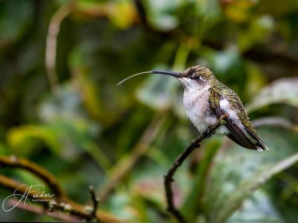 Ruby-throated Hummingbird