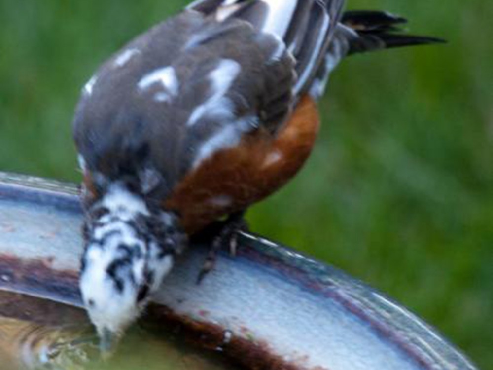 Leucistic Robin 