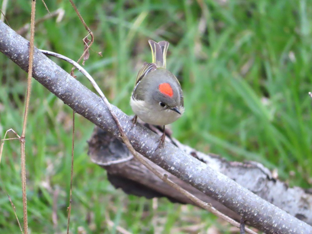 Ruby-crowned Kinglet