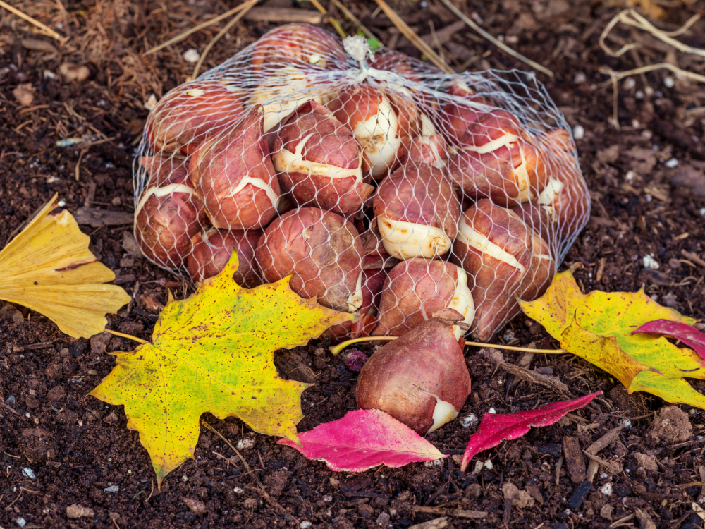 tulip bulbs and fall leaves