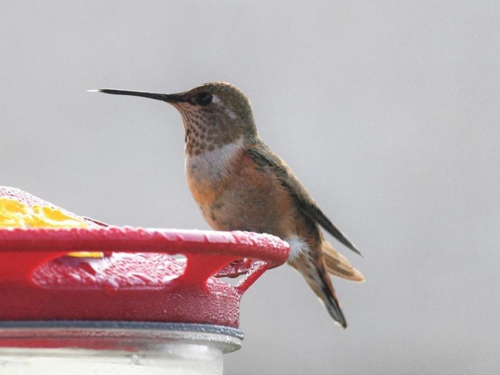 Rufous Hummingbird 