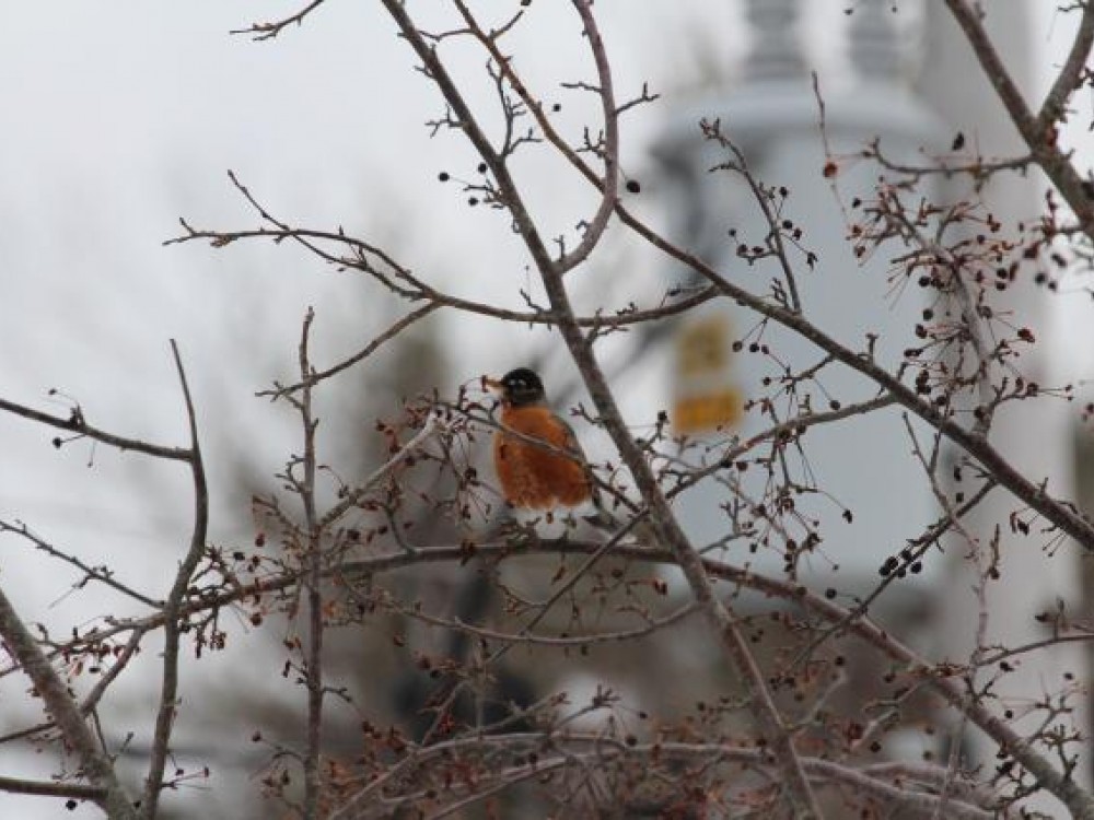 American Robin