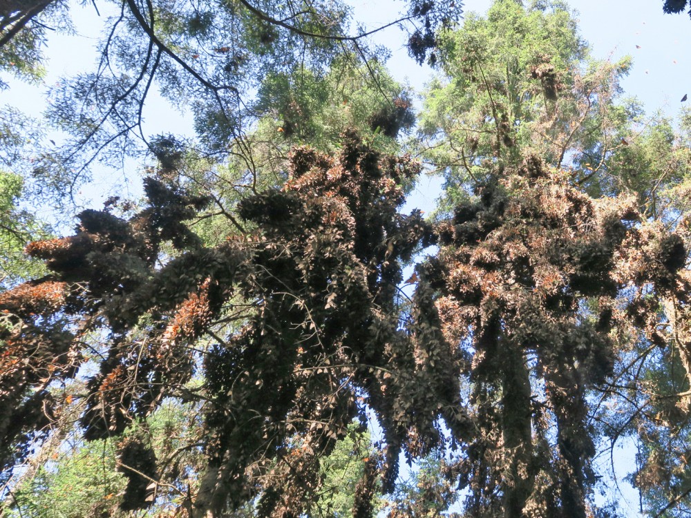 overwintering monarchs 