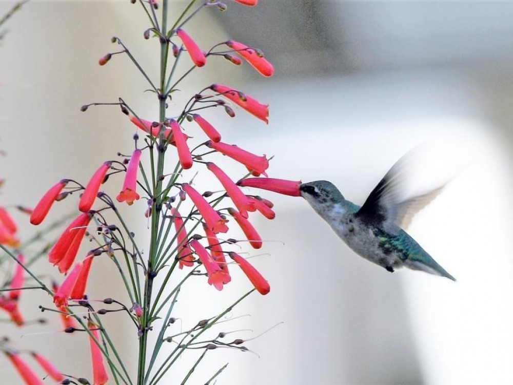 Ruby-throated Hummingbird in Texas
