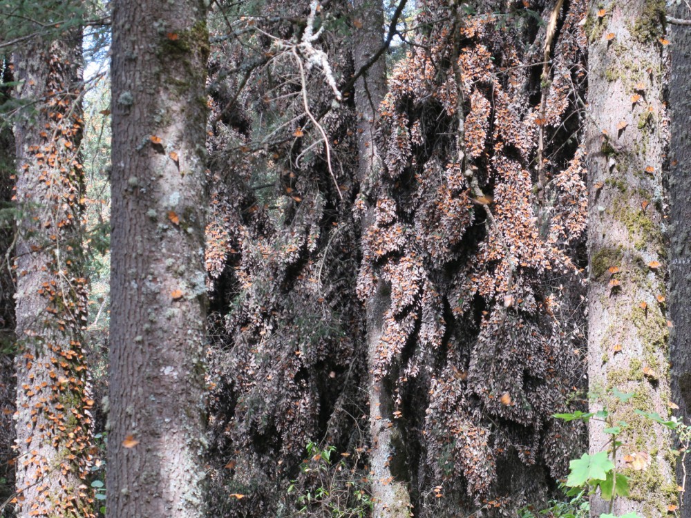 Overwintering monarchs at El Rosario Sanctuary