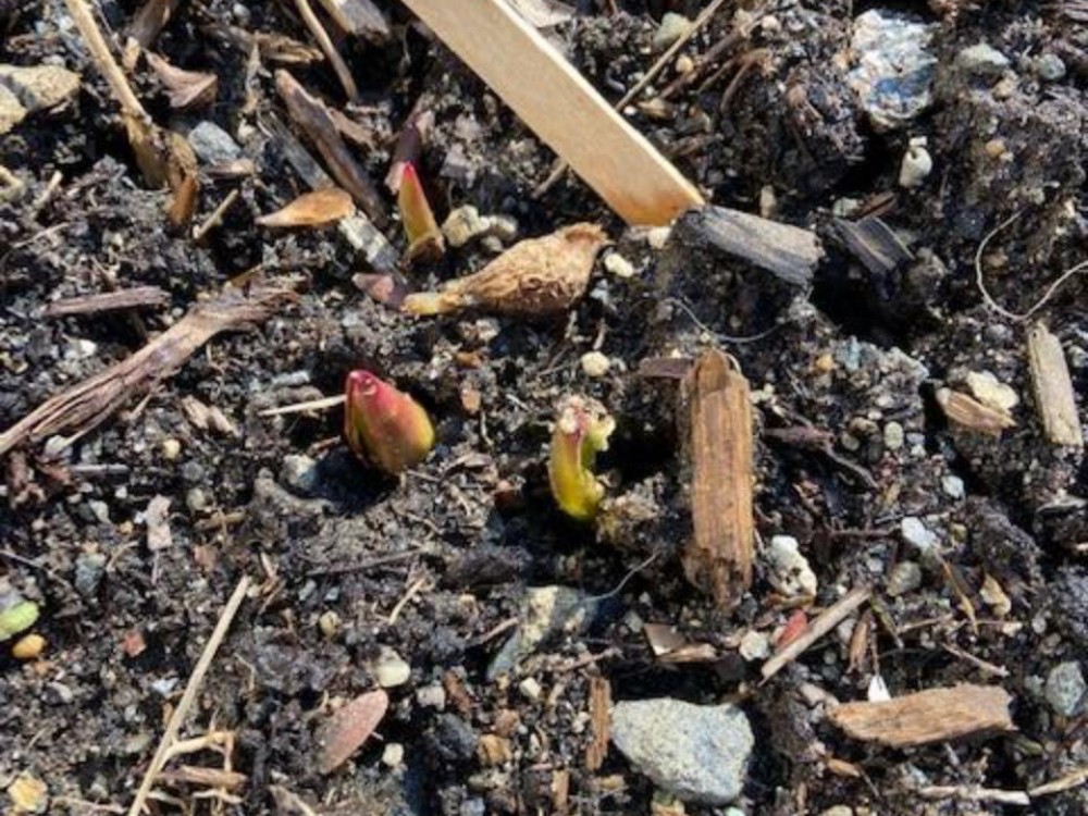 Tulips emerging in New York State