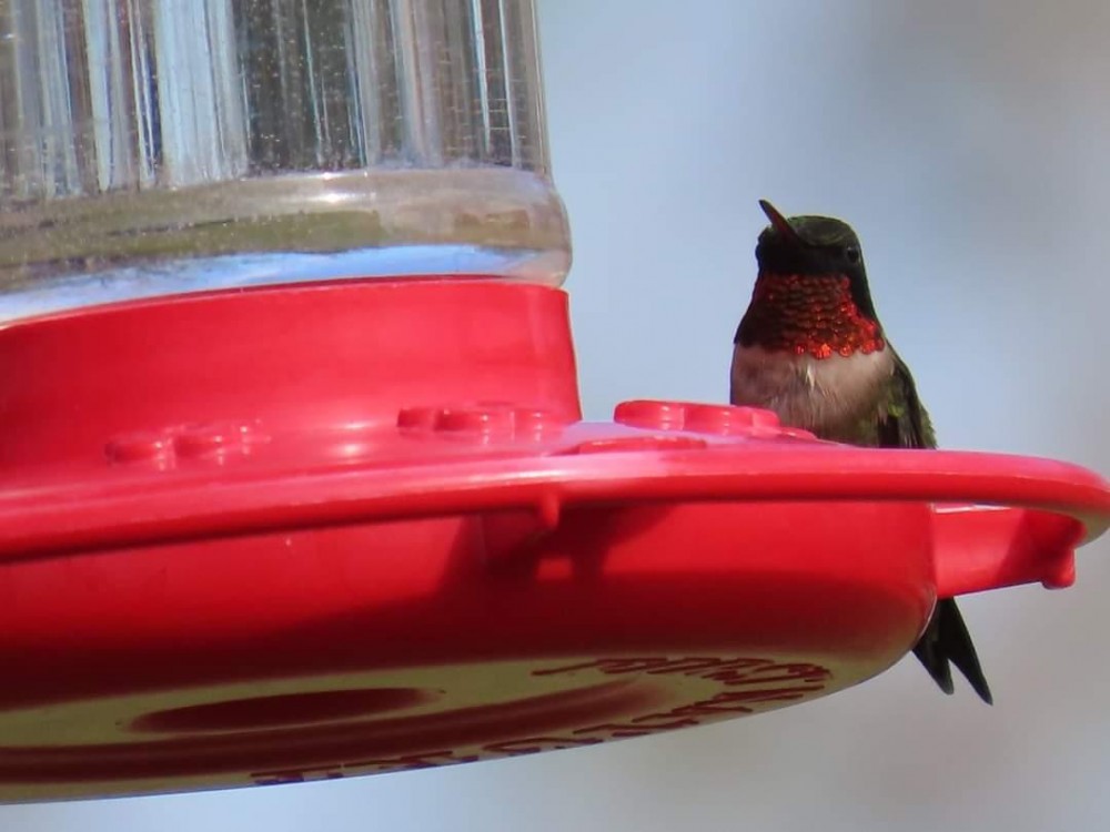 Ruby-throated Hummingbird