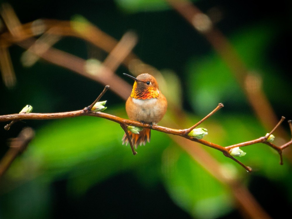 Rufous Hummingbird 