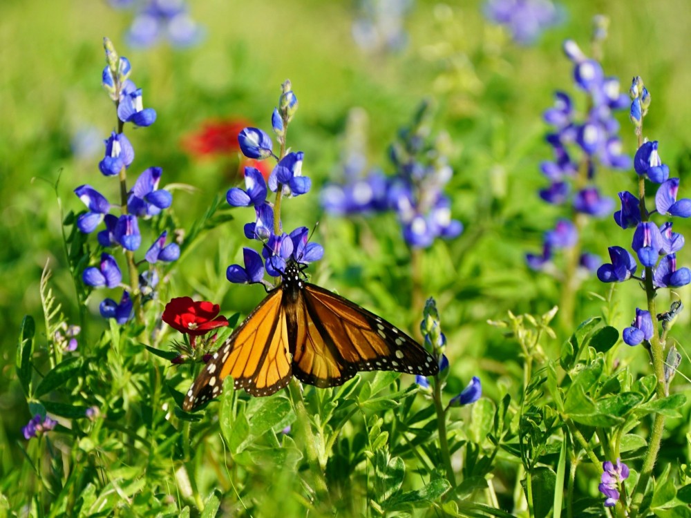 Monarch butterfly in Texas