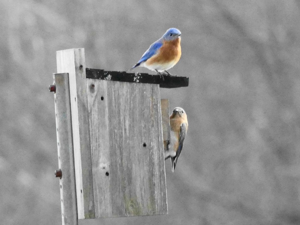 Eastern Bluebirds
