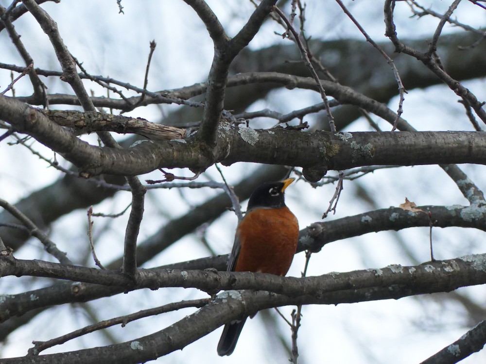 American Robin