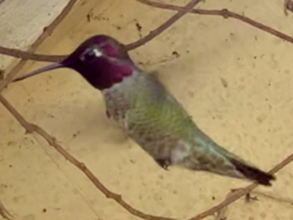 Anna's Hummingbird in California