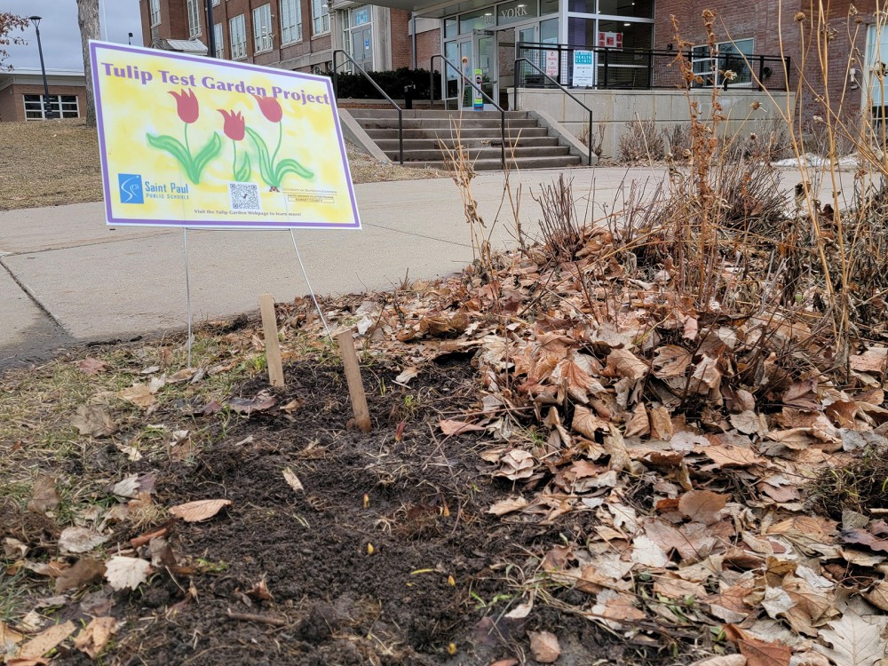 Tulips emerging in Minnesota