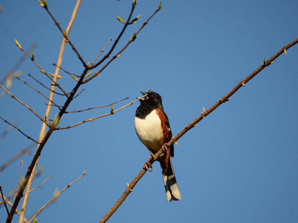 Eastern Towhee
