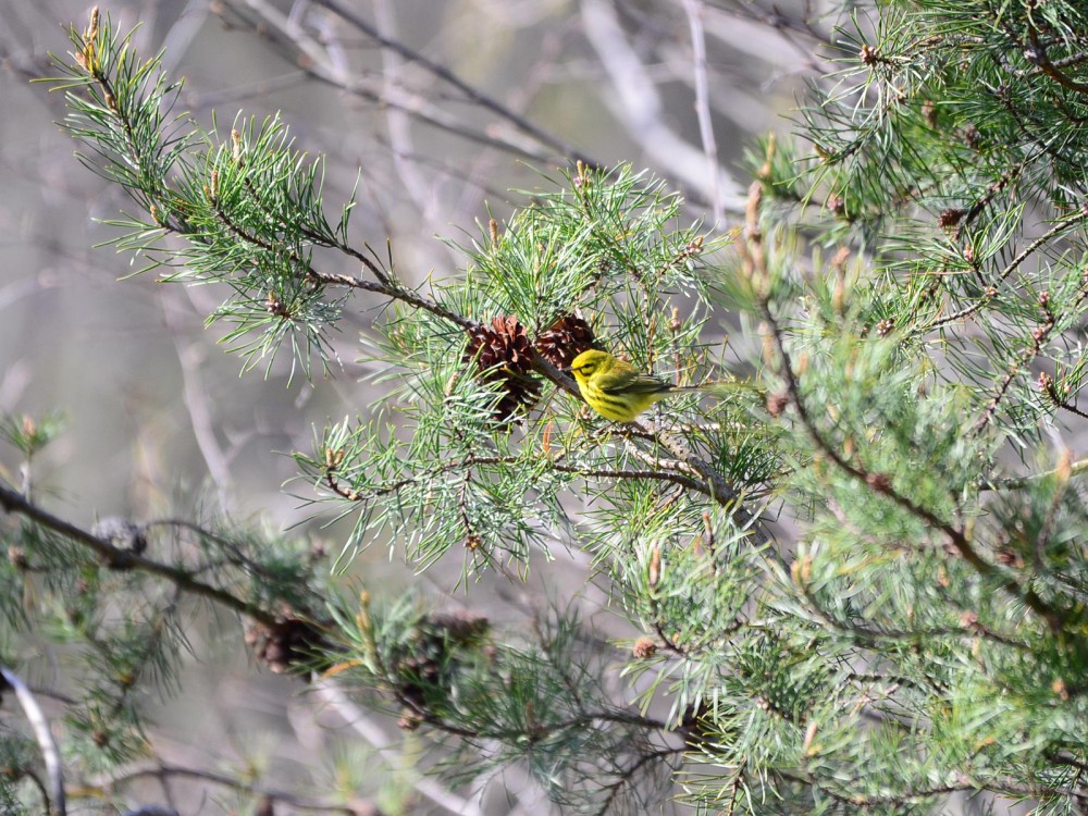 Prairie Warbler